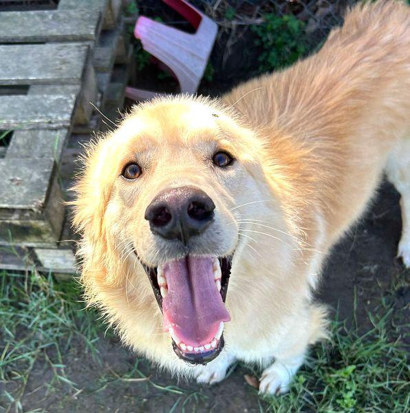 FLIPPER, adozione del cuore Foto 9