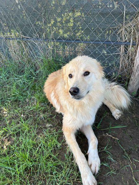 FLIPPER, adozione del cuore Foto 10