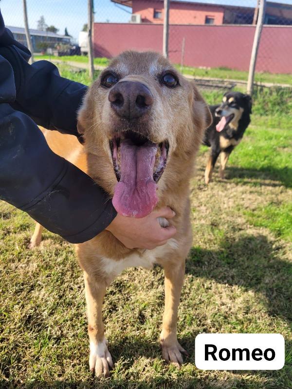 Romeo, Adozione Del Cuore