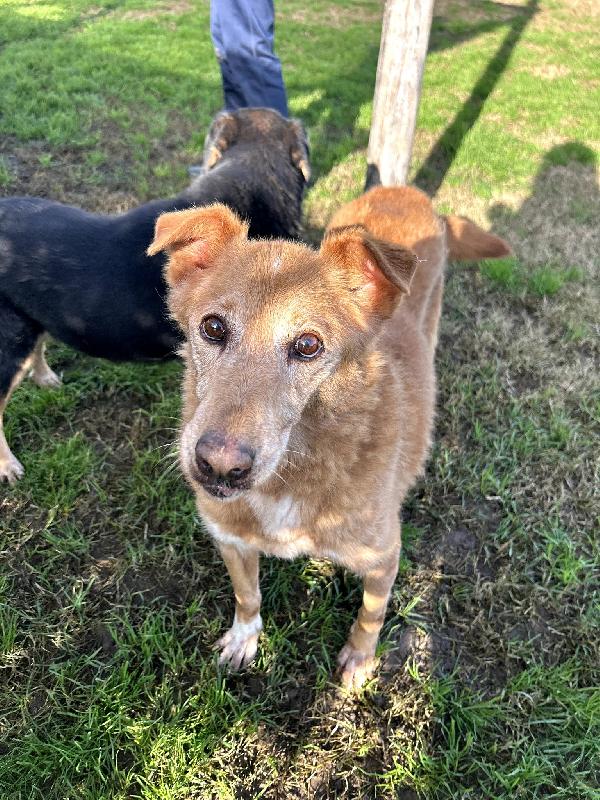 ROMEO, adozione del cuore Foto 2