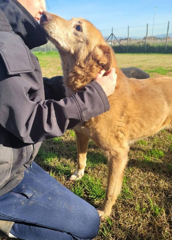 ROMEO, adozione del cuore Foto 3