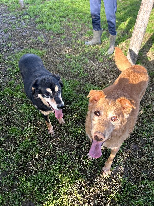 ROMEO, adozione del cuore Foto 4