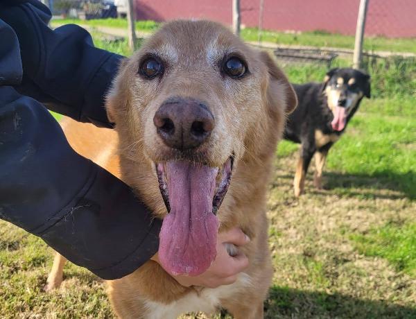 ROMEO, adozione del cuore Foto 5