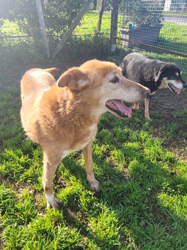 ROMEO, adozione del cuore Foto 6