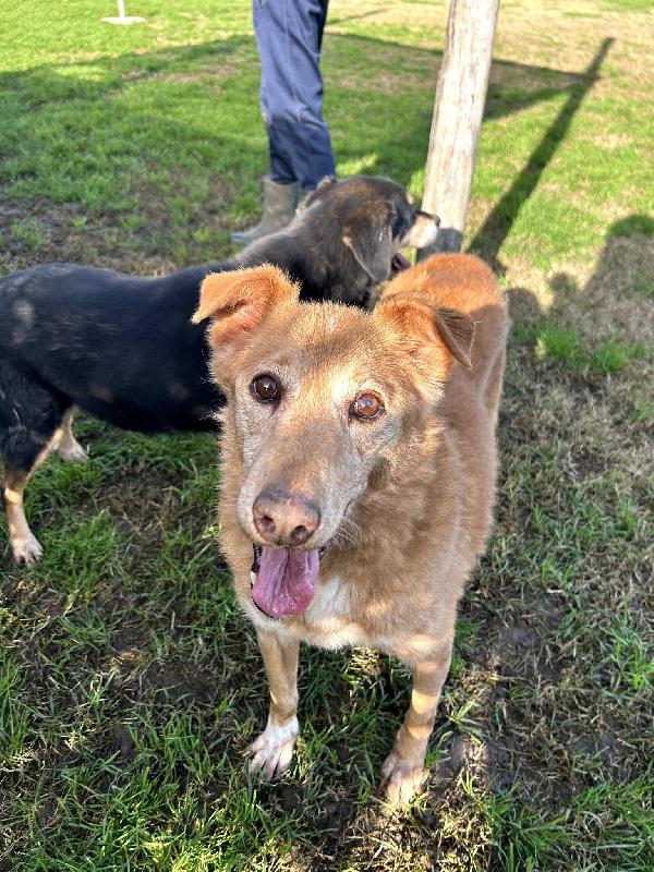 ROMEO, adozione del cuore Foto 7