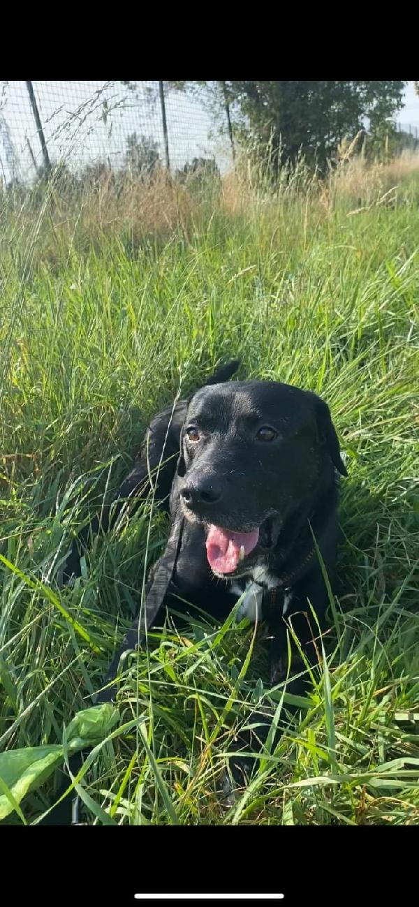 Adottate Boris  Foto 3