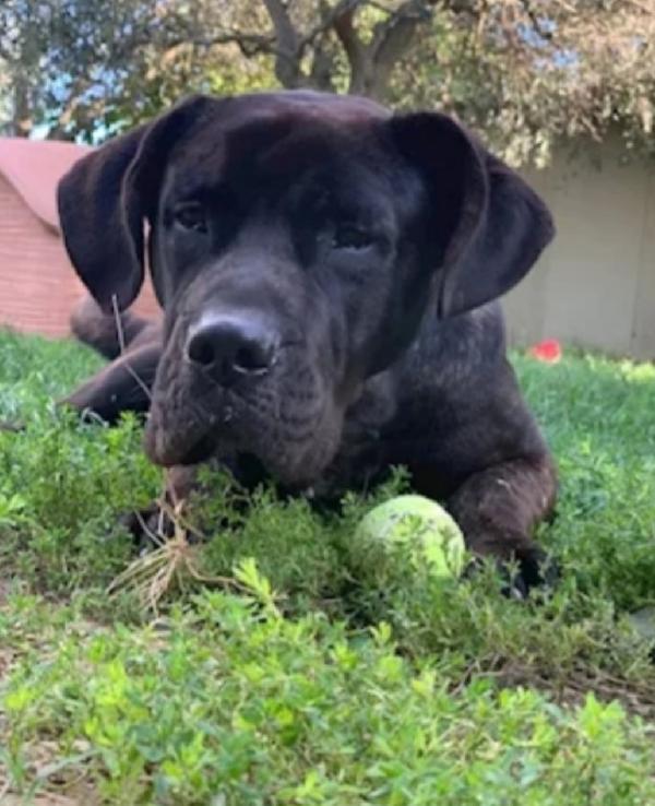 Corso 4Anni,2Anni Di Balcone,Da Tempo In Pensione Firenze
