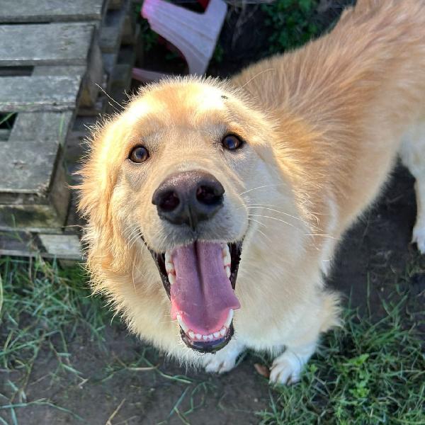 Flipper, adozione del ❤️  Foto 2