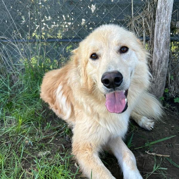 Flipper, Adozione Del ❤️ 