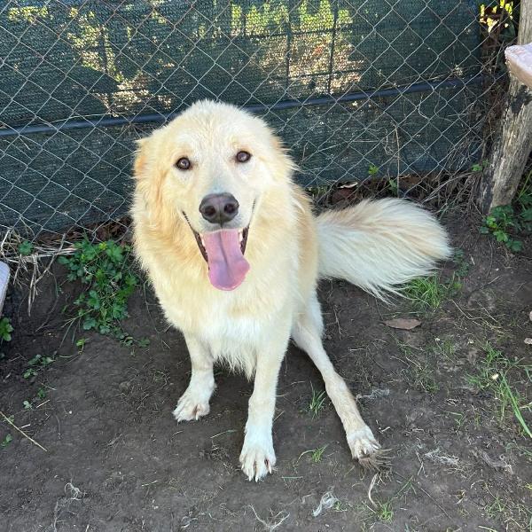 Flipper, adozione del ❤️  Foto 3