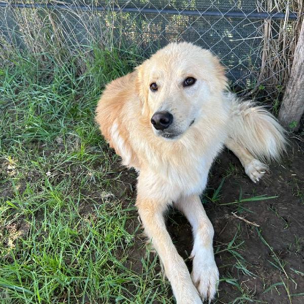 Flipper, adozione del ❤️  Foto 4