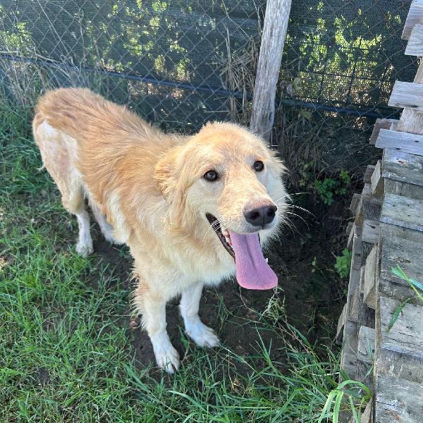 Flipper, adozione del ❤️  Foto 5