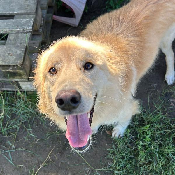 Flipper, adozione del ❤️  Foto 6