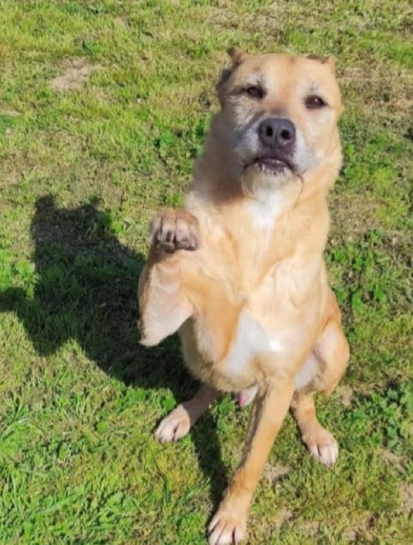 Baffo circa 9anni di canile,rassegnato! PUGLIA Foto 2