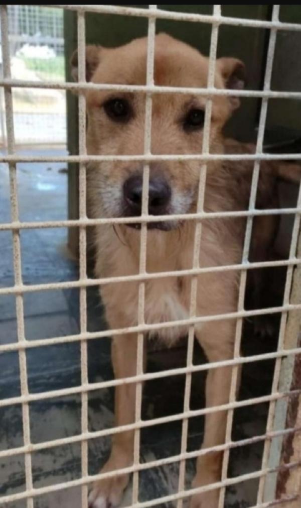 Baffo circa 9anni di canile,rassegnato! PUGLIA Foto 3