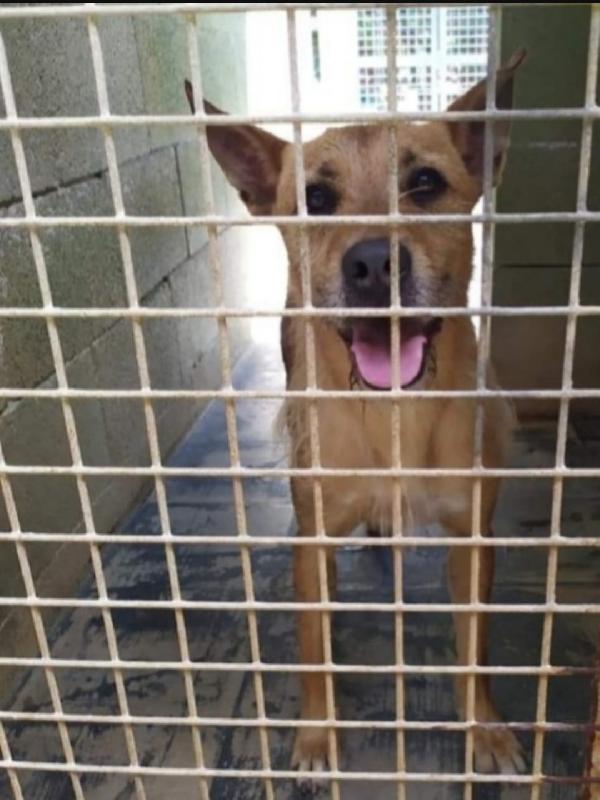 Baffo circa 9anni di canile,rassegnato! PUGLIA Foto 4