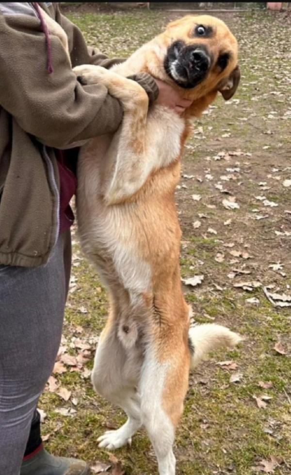 Cooky mix pastorino 3anni salvato 2anni fa.GARLASCO Foto 2