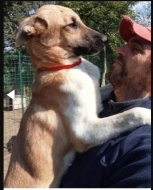 Cooky mix pastorino 3anni salvato 2anni fa.GARLASCO Foto 3