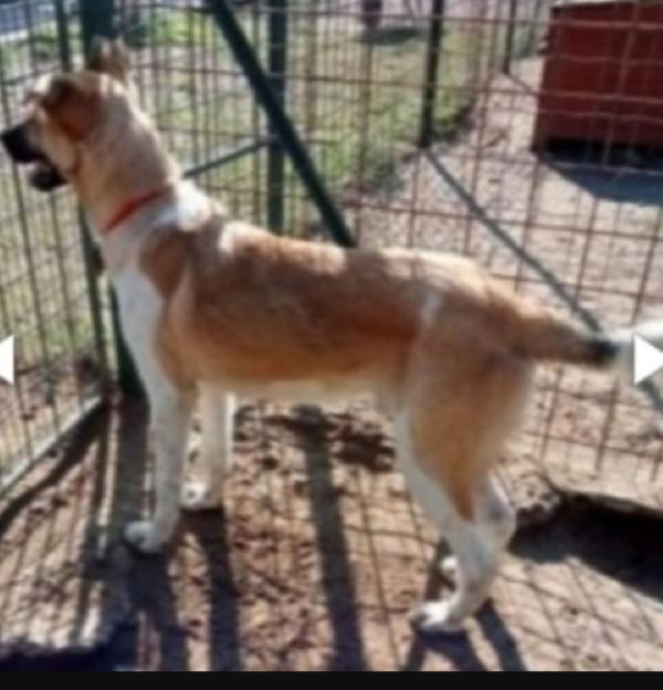 Cooky mix pastorino 3anni salvato 2anni fa.GARLASCO Foto 4