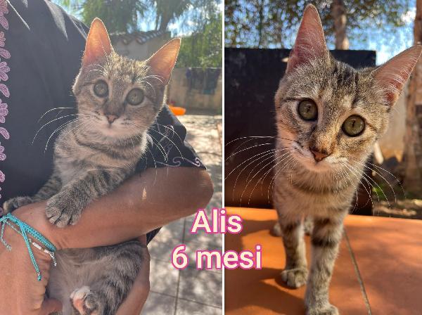 Miciottini tenerissimi  Foto 9