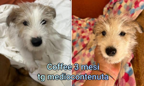 Cucciolotti adozioni urgenti  Foto 4