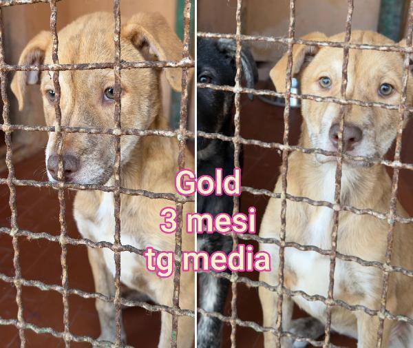 Cucciolotti adozioni urgenti  Foto 5