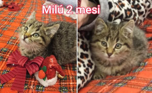 MICINI ESCLUSI DA TUTTI  Foto 5