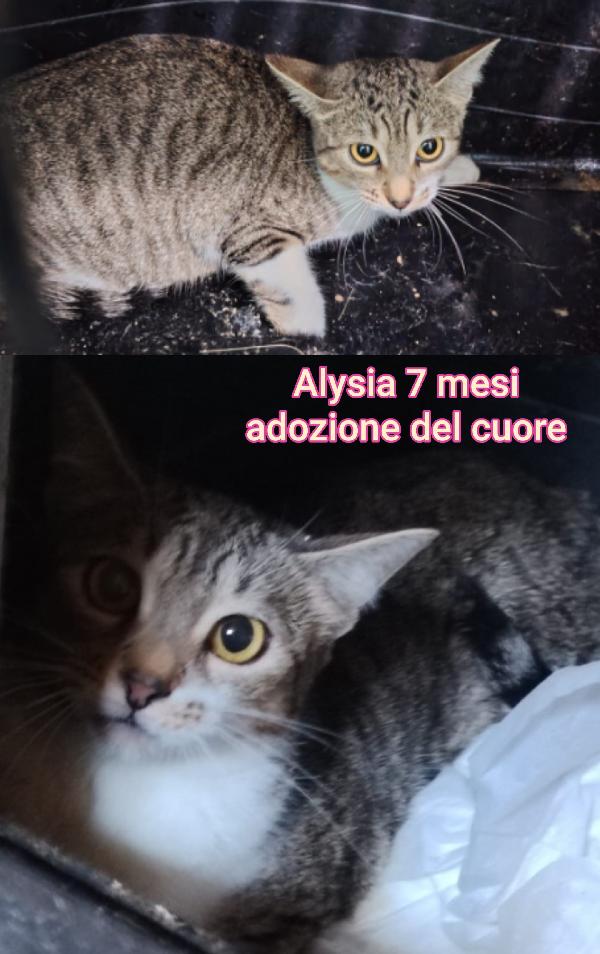 MICINI ESCLUSI DA TUTTI  Foto 10