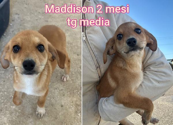 Cuccioli dai 2 mesi, salvateli  Foto 3