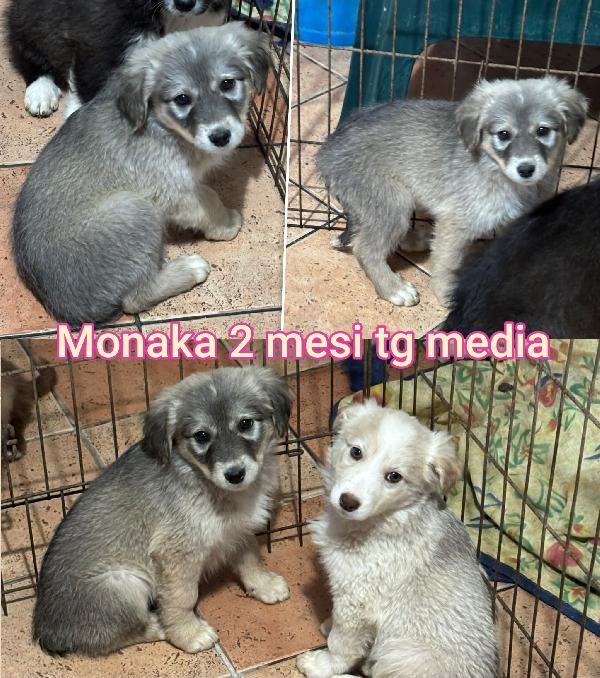 Cuccioli dai 2 mesi, salvateli  Foto 5