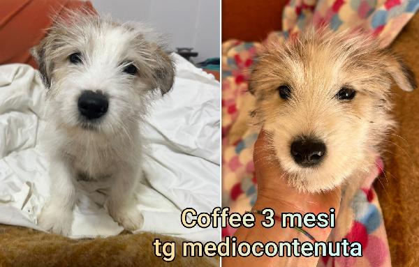 Cuccioli dai 2 mesi, salvateli  Foto 8