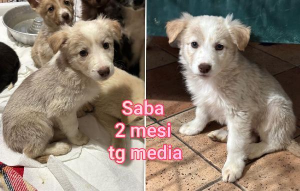 Adozioni cercasi x questi cuccioli  Foto 3