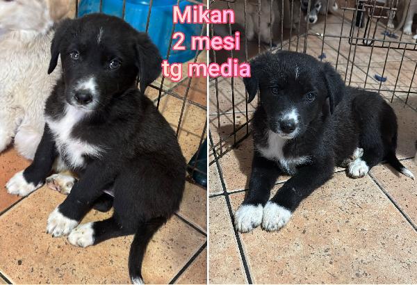 Adozioni cercasi x questi cuccioli  Foto 5