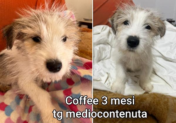 Adozioni cercasi x questi cuccioli  Foto 7