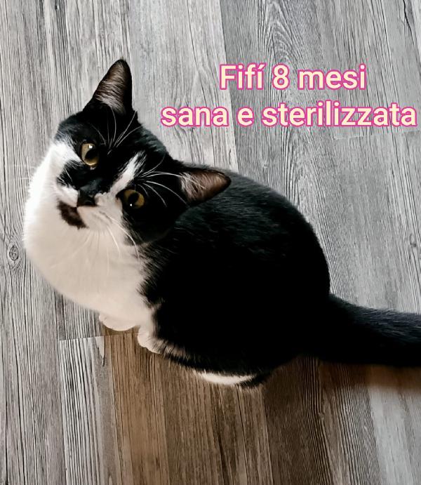 MICINI SENZA SPERANZE  Foto 8