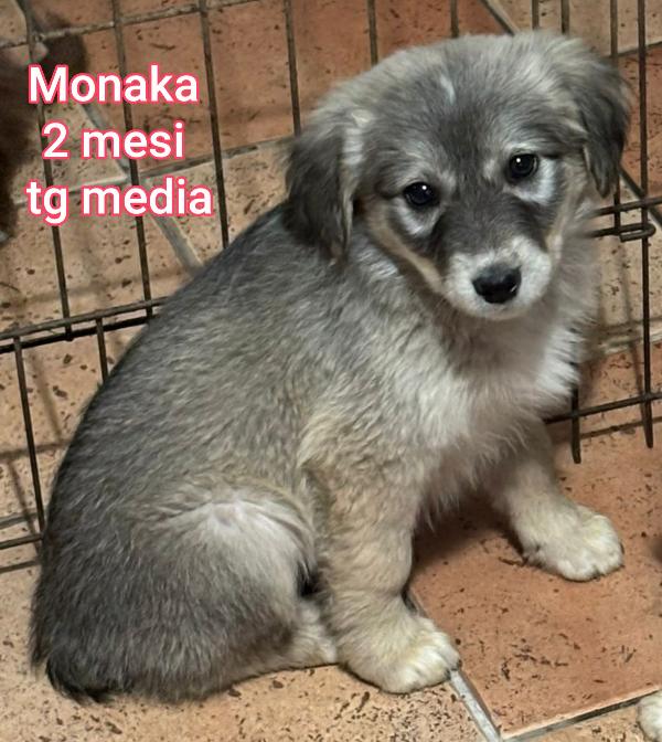 Aiutate Questi Cuccioli Bisognosi 