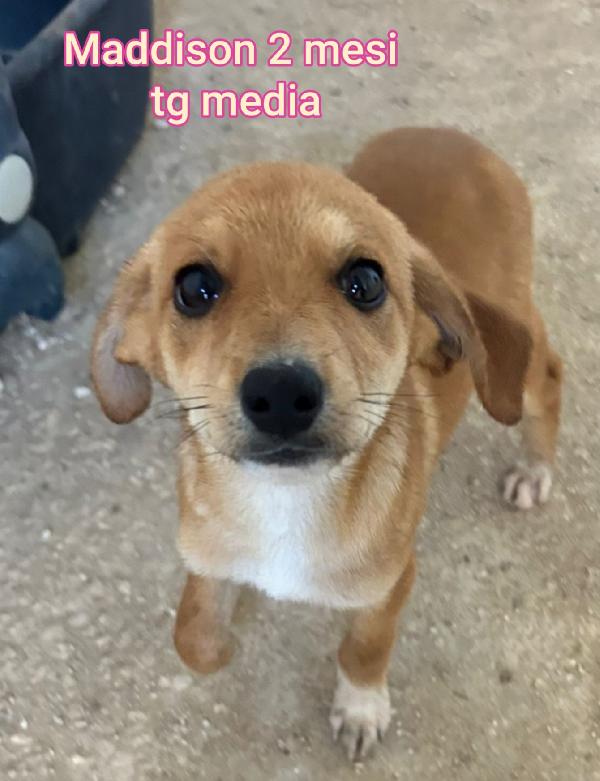 Aiutate questi cuccioli bisognosi  Foto 3