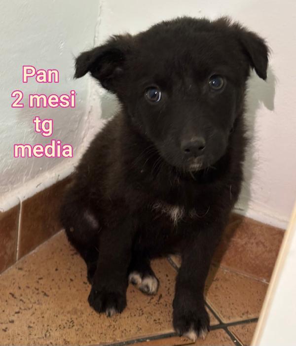 Aiutate questi cuccioli bisognosi  Foto 7