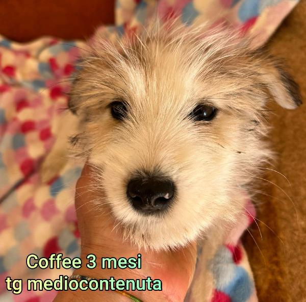 Aiutate questi cuccioli bisognosi  Foto 8