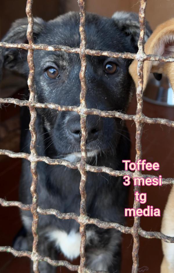 Aiutate questi cuccioli bisognosi  Foto 9