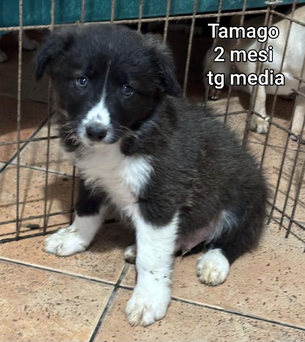 Invisibili Cuccioli: 2 Mesi