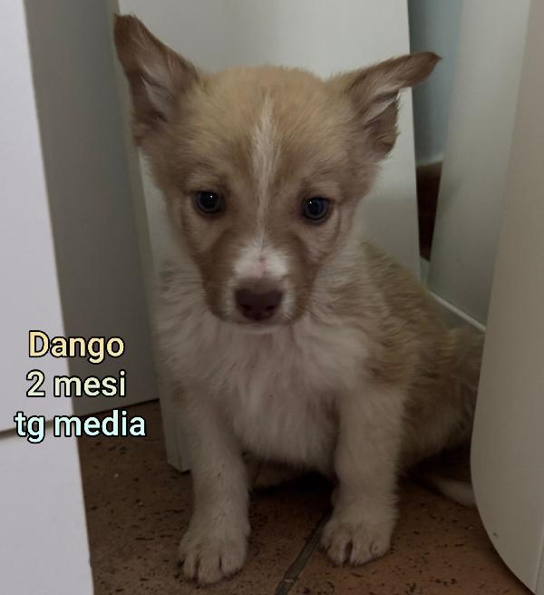 INVISIBILI CUCCIOLI: 2 MESI Foto 2