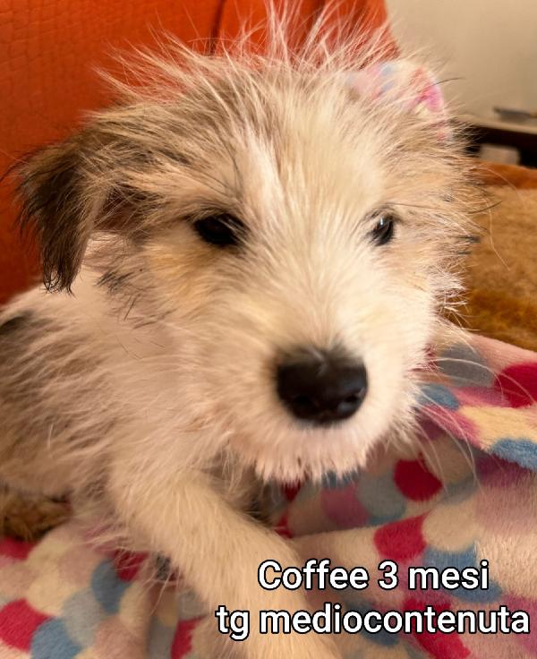 INVISIBILI CUCCIOLI: 2 MESI Foto 3