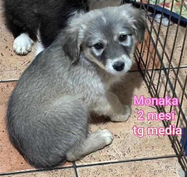 INVISIBILI CUCCIOLI: 2 MESI Foto 6