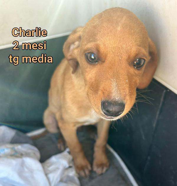 INVISIBILI CUCCIOLI: 2 MESI Foto 9