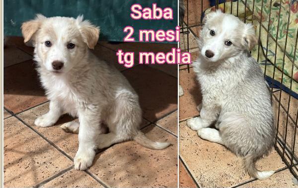 Adottate Un Cucciolo 