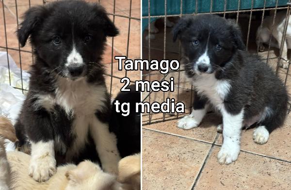 ADOTTATE UN CUCCIOLO  Foto 2