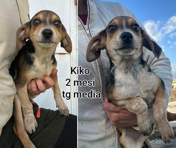 ADOTTATE UN CUCCIOLO  Foto 4