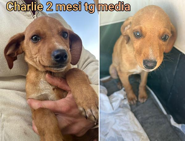 ADOTTATE UN CUCCIOLO  Foto 5