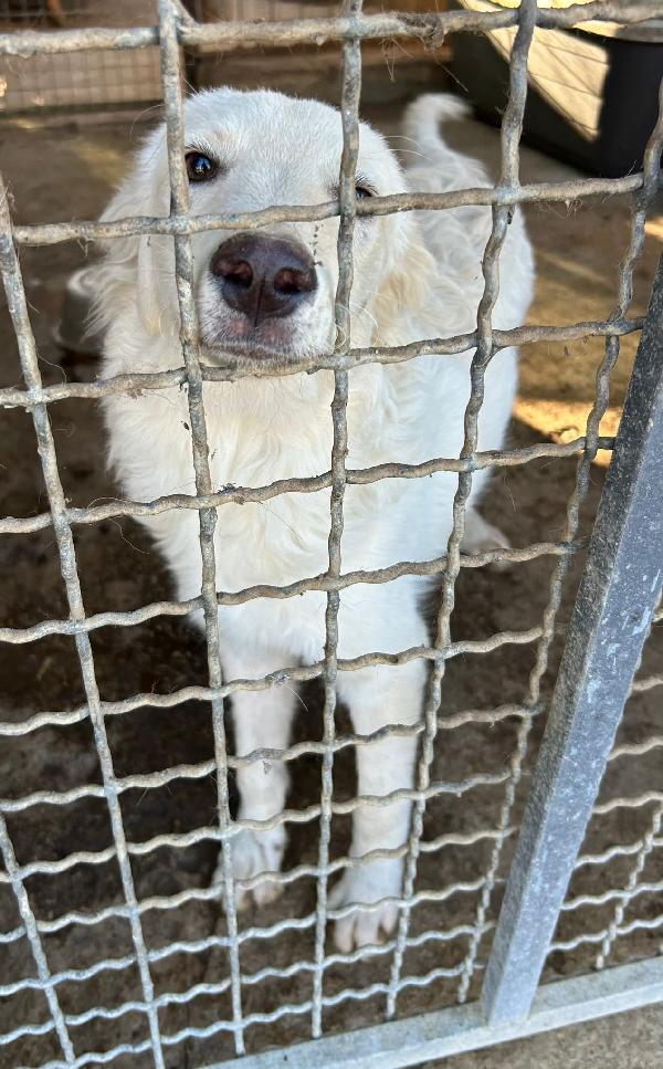 Rey: Da 1 Anno Recluso In Un Box